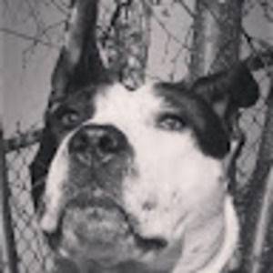 Meet your Posher, Jojo